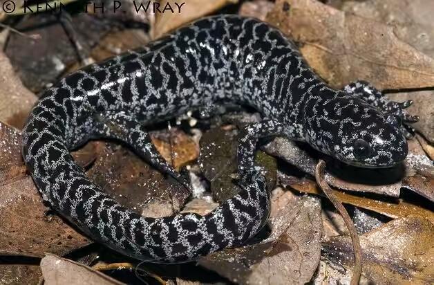 蝾螈养护,蝾螈的正确养殖方法