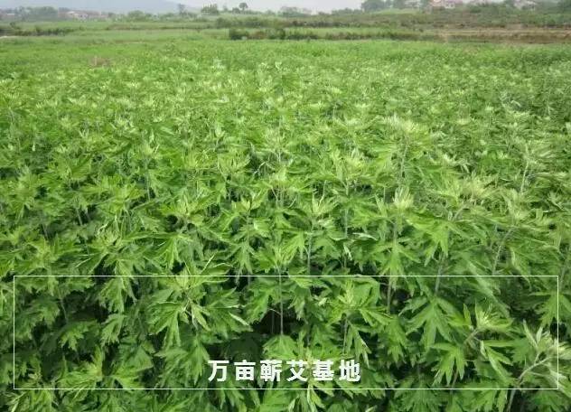 蕲艾文化节,蕲春第30届蕲艾文化节