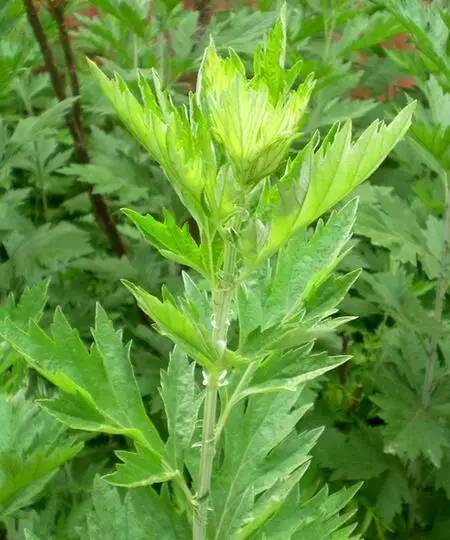 蕲艾文化节,蕲春第30届蕲艾文化节