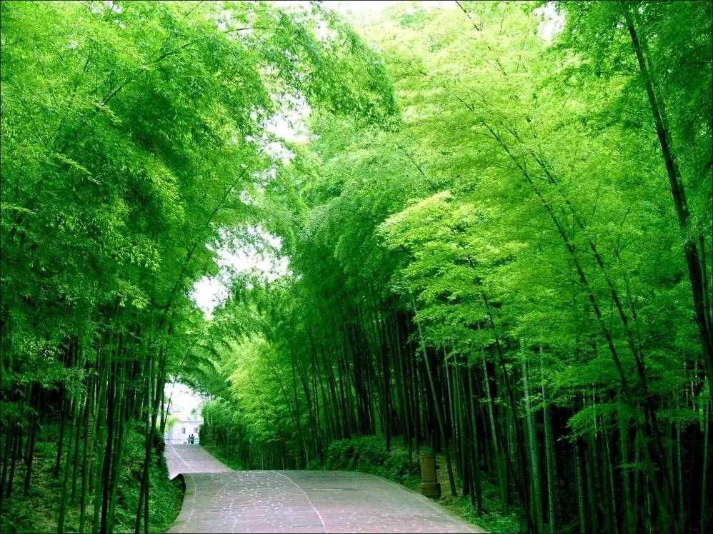 张家界到重庆自驾游攻略及费用,西安到张家界到重庆旅游攻略