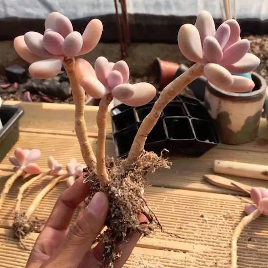 奶酪多肉新手夏天好养吗,奶酪多肉的养殖方法