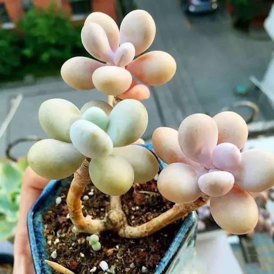 奶酪多肉新手夏天好养吗,奶酪多肉的养殖方法