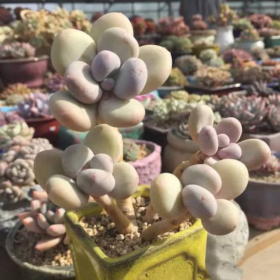 奶酪多肉新手夏天好养吗,奶酪多肉的养殖方法