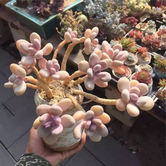 奶酪多肉新手夏天好养吗,奶酪多肉的养殖方法