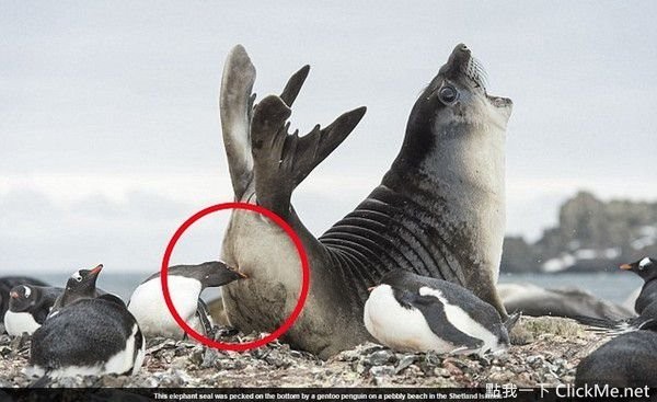 丧失！打嗝打不停吗？试试科学认证的好方法“手指插入菊花”！