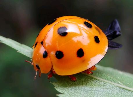 月季哪些因素会引起黑斑,黑斑是怎么造成的