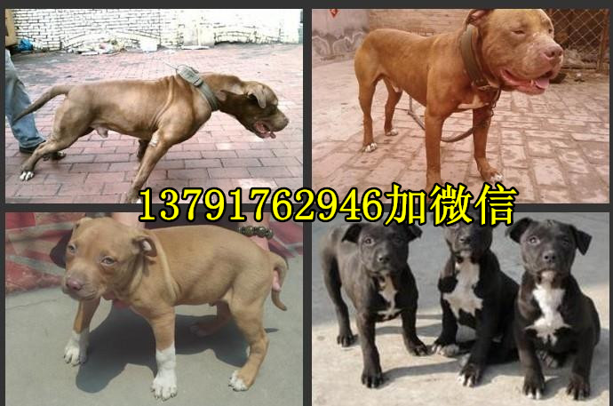 比特犬的训练方法怎么让比特犬咬的更凶猛