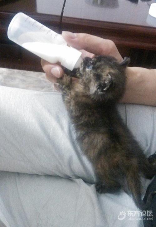 母猫难产死了什么样,母猫难产死亡原因