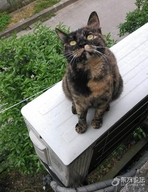 母猫难产死了什么样,母猫难产死亡原因