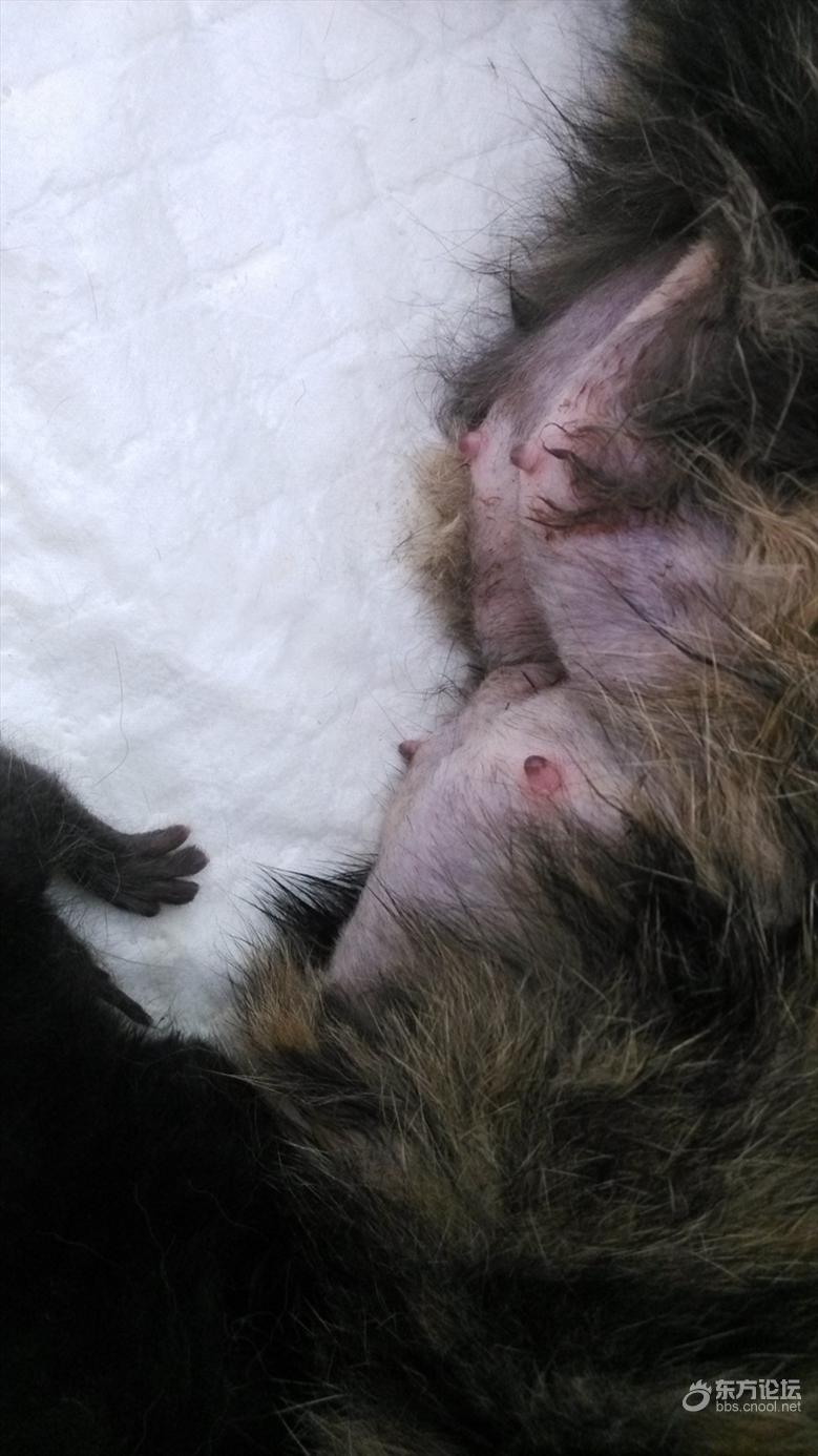 母猫难产死了什么样,母猫难产死亡原因