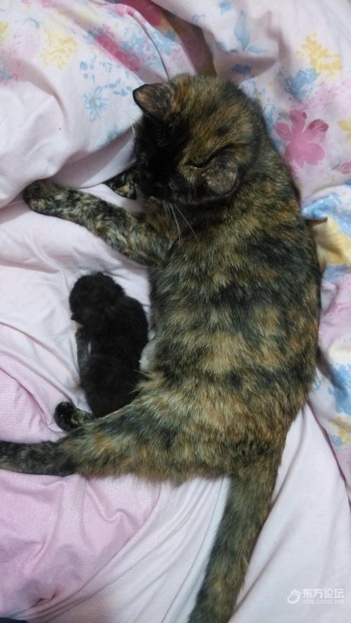 母猫难产死了什么样,母猫难产死亡原因