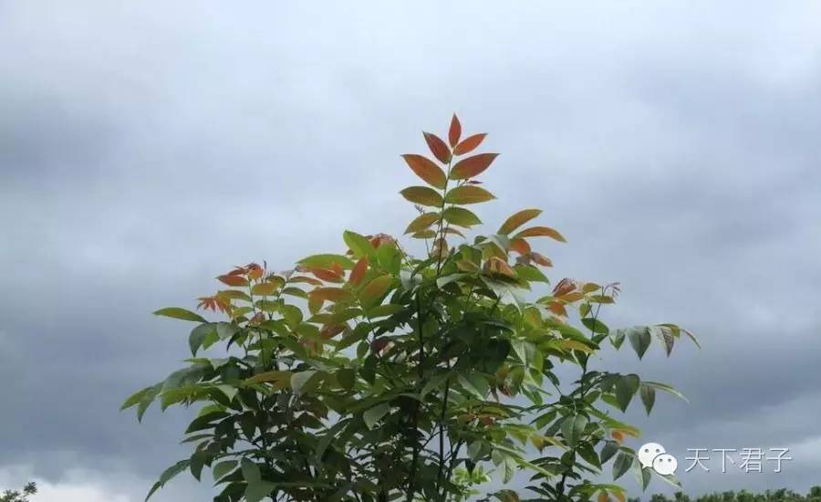 仙县仙女仙叶----青钱柳考察记—糖尿病患者的福音