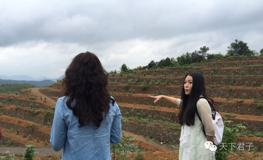 仙县仙女仙叶----青钱柳考察记—糖尿病患者的福音