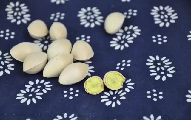 白果以种子入药吗,公白果树果子能吃吗