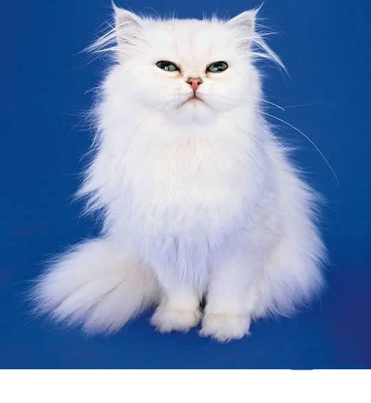 ps基础课程橡皮擦工具的简单介绍,ps里面橡皮擦工具怎么设置成白色