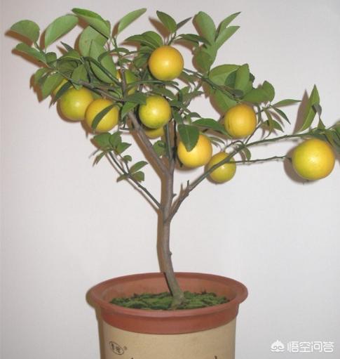 柠檬种植小方法,柠檬的种植和管理盆栽柠檬