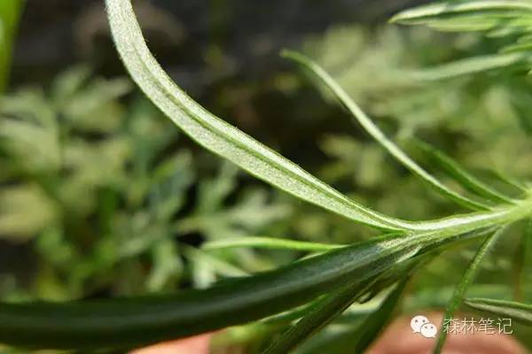 清华地理笔记,黄花蒿与野艾蒿