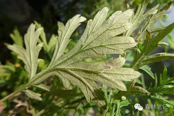 清华地理笔记,黄花蒿与野艾蒿