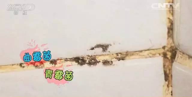 芥末水可以防霉吗,生活圈去墙壁霉斑方法