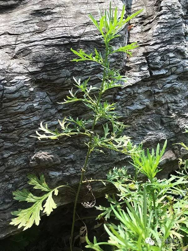 清华地理笔记,黄花蒿与野艾蒿