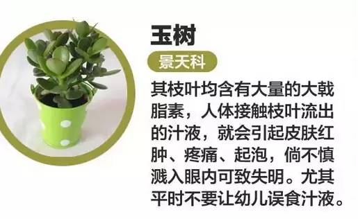 多肉已中毒视频,多肉中毒