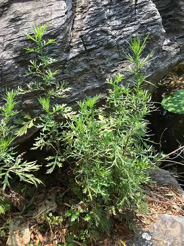 清华地理笔记,黄花蒿与野艾蒿