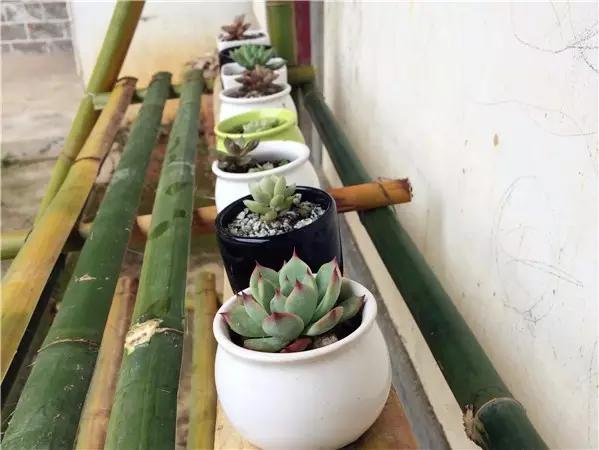 自制月季花架竹子,竹子自制拱门花架教程