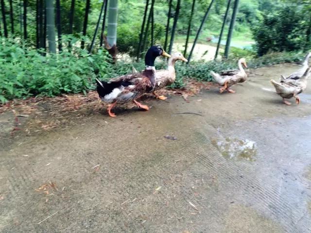 自制月季花架竹子,竹子自制拱门花架教程