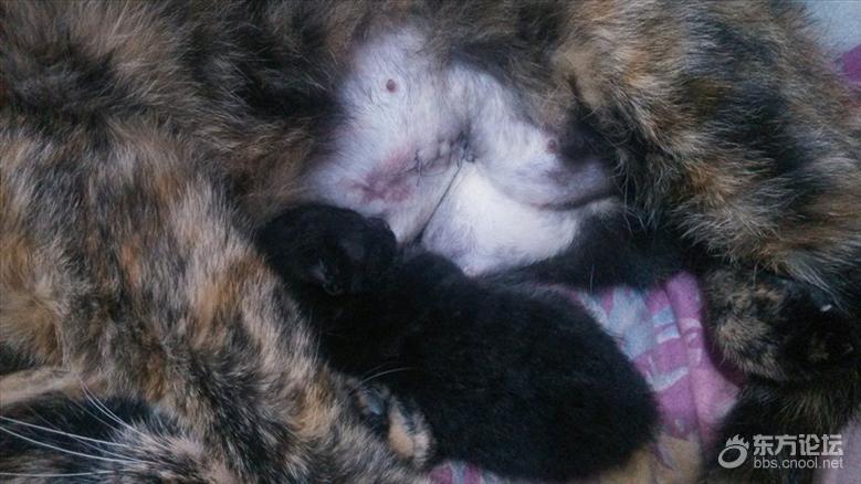 母猫难产死了什么样,母猫难产死亡原因