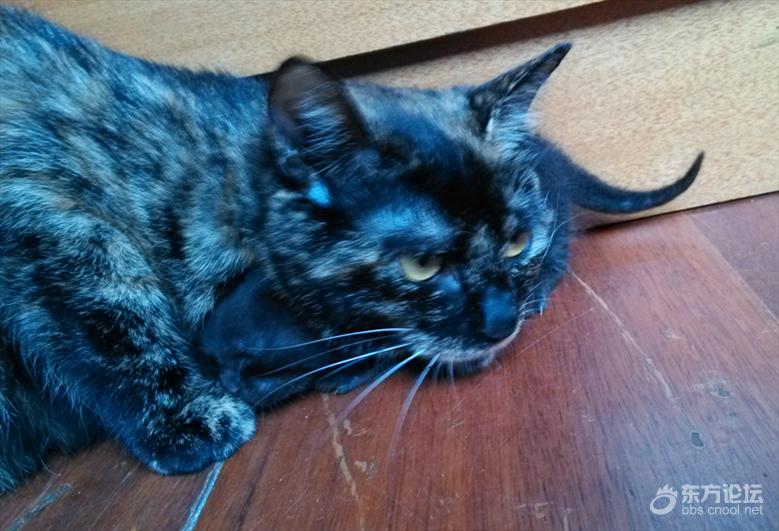 母猫难产死了什么样,母猫难产死亡原因