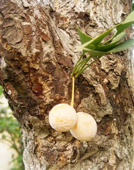 白果以种子入药吗,公白果树果子能吃吗