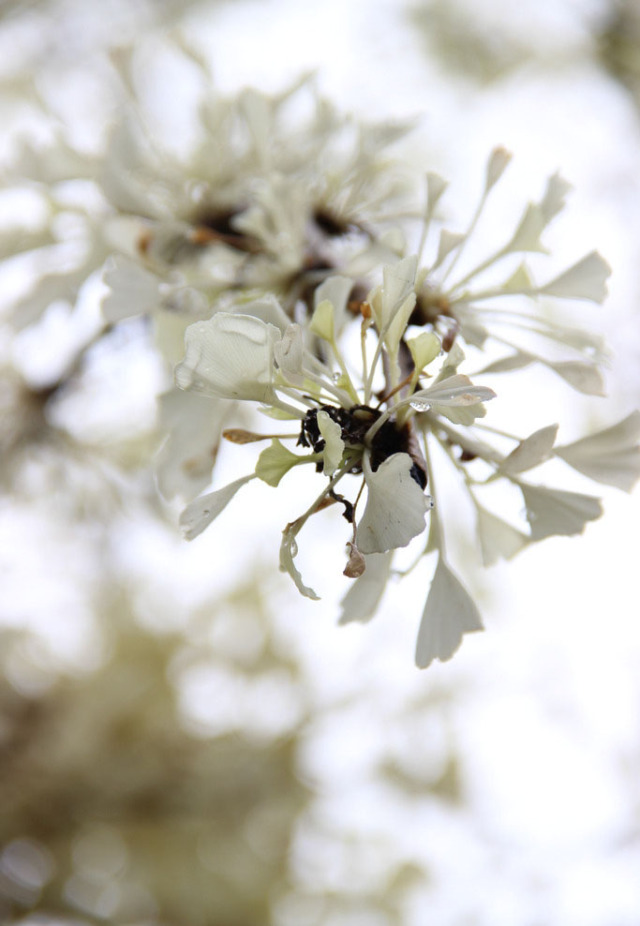 白果以种子入药吗,公白果树果子能吃吗