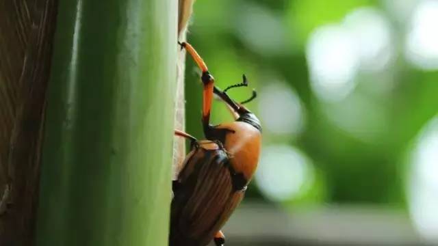 川西竹海清爽一夏,来这个岁月静好的夏日度假地