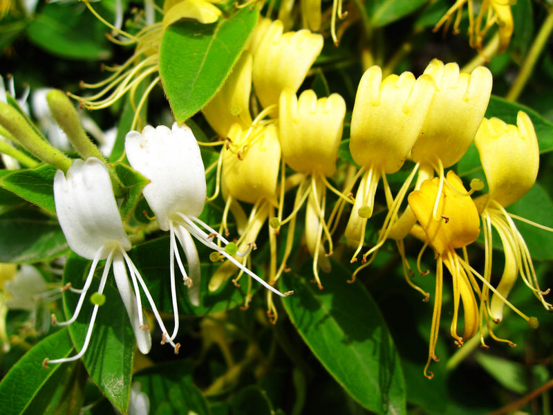 长生不老的方法怎么做,喝啥可以长生不老