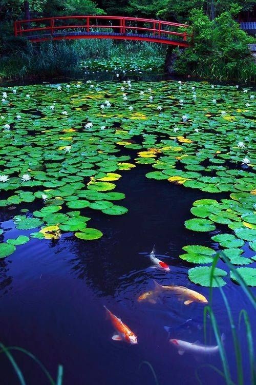 古诗中的鱼诗句,古诗鱼儿