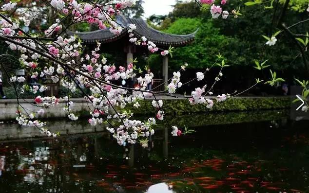 古诗中的鱼诗句,古诗鱼儿