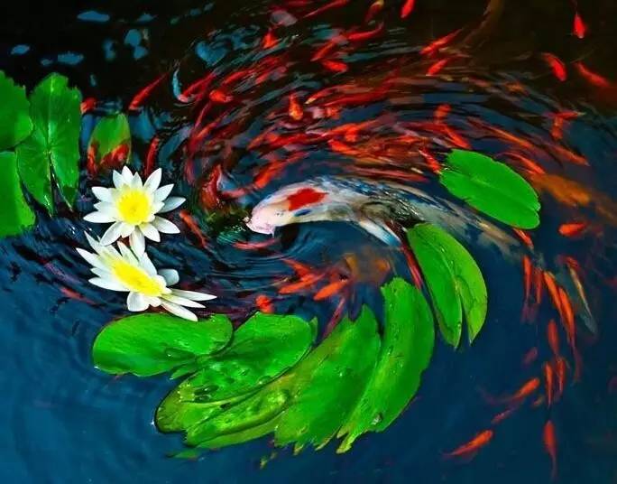 古诗中的鱼诗句,古诗鱼儿