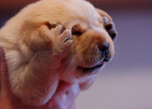 宠物狗狗100问之51—60