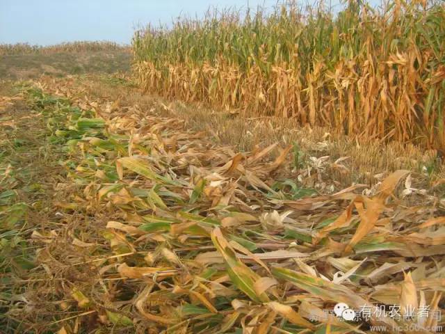 曾经结伴同行,曾经一起走过的路图片