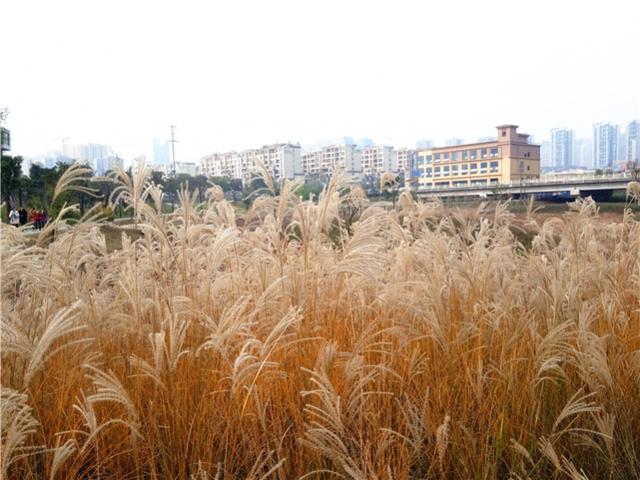 屏下指纹千元平价机,指纹千元机性价比高的手机2021