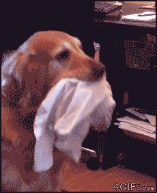 金毛到几个月才颜值巅峰,金毛颜值超高的品种有哪些