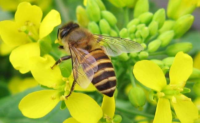 被蜜蜂蛰了怎么办看不到毒针,被蜜蜂蛰了怎么办不知道是什么蜂