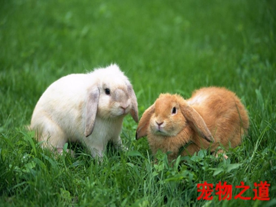 兔子不吃窝边草的深层含义,兔子不吃窝边草的来历