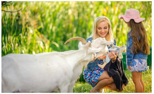 大牌羊奶粉怎么选购好喝,羊奶粉口碑最好的前十名3-6岁