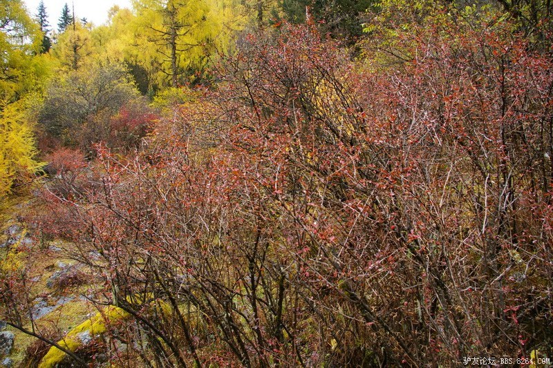 古道，细雨，暮雪-我的长坪沟半截秋色之旅