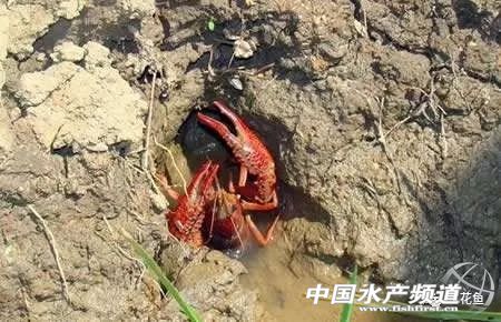 小龙虾卵孵化需要什么条件,户外成哥小龙虾孵化