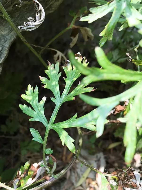 清华地理笔记,黄花蒿与野艾蒿