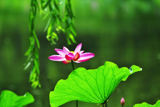 进口壁纸品牌排行榜,中国壁纸品牌排行榜前十名