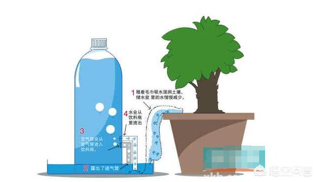 暑假放假多肉怎么办,多肉夏季没有遮阳会死吗