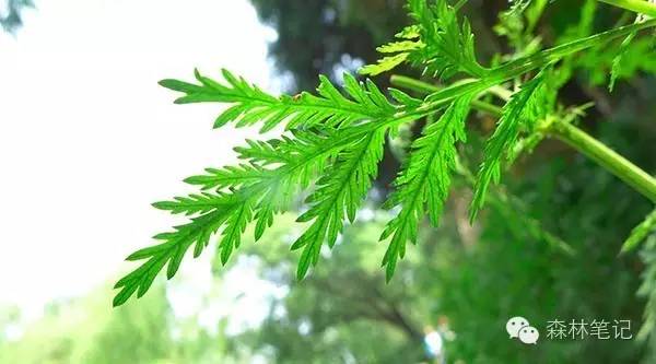 清华地理笔记,黄花蒿与野艾蒿